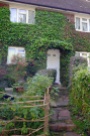 Whitehawk home - carefully grown and tended ivy as a home for wildlife and attractive front garden. Brighton